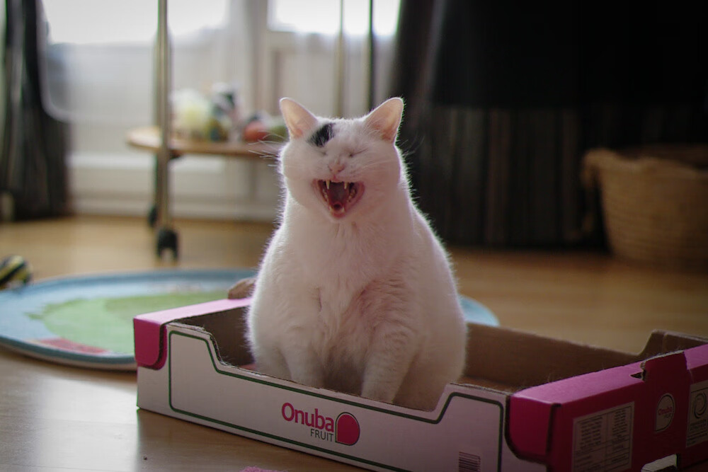 逆转之夜！西亚卡姆狂轰生涯新高难救主，森林狼窒息防守终结猛龙